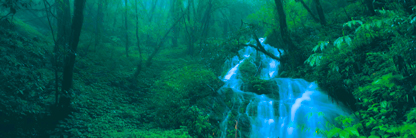 THE FOREST WATERFALL